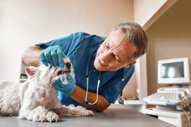 Best Weekend Emergency Dentist in Pomona, KS